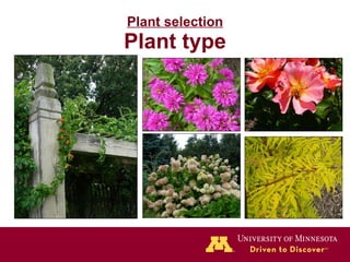 Plant selection Plant type 