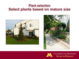 Plant selection Select plants based on mature size 