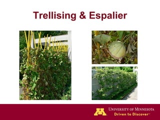 Trellising & Espalier 