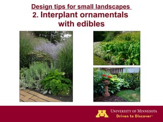 Design tips for small landscapes  2.  Interplant ornamentals  with edibles 