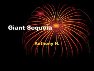 Giant Sequoia Anthony H. 