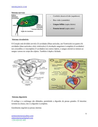 SMAM@MOZ.COM
6
asimoesmoises@yahoo.com
simoesmoisesa@gmail.com
+258 820 855 469
Sistema nervoso
Sistema circulatório
O Coração está dividido em três (3) cavidades (Duas aurículas, um Ventrículo) ou quatro (4)
cavidades (duas aurículas e dois ventrículos).A circulação sanguínea é completa (4 cavidades)
nos crocodilos e é incompleta (3 cavidades) nos outros répteis, o sangue arterial se mistura ao
sangue venoso no corpo dos répteis. Também é dupla e fechada.
Sistema digestório
O esófago e o estômago são dilatados, permitindo a digestão de presas grandes. O intestino
termina na cloaca, isto é a digestão é completa.
Geralmente engolem as presas internas
- Cerebelo desenvolvido (aquáticos)
- Boa visão (camaleão)
- Língua bífida (capta cheiro)
- Fosseta loreal (capta calor)
 