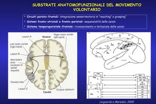 SUBSTRATI ANATOMOFUNZIONALI DEL MOVIMENTO
VOLONTARIO
Leiguarda e Marsden, 2000
 Circuiti parieto-frontali: integrazione sensorimotoria in “reaching” e grasping”
 Sistemi fronto-striatali e fronto-parietali: sequenzialità delle azioni
 Sistema temporoparietale-frontale: riconoscimento e imitazione delle azioni
 