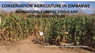 CONSERVATION AGRICULTURE IN ZIMBABWE 
BACKGROUND, CURRENT STATUS AND 
FUTURE PERSPECTIVES 
Sepo Marongwe 
Ministry of Agriculture, Mechanization and Irrigation 
 