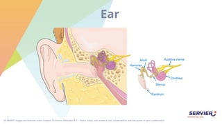 All SMART images are licensed under Creative Commons Attribution 4.0 – Share, adapt, and enhance your presentations with the power of open collaboration.
Ear
Eardrum
Hammer
Anvil
Stirrup
Cochlea
Auditive nerve
 