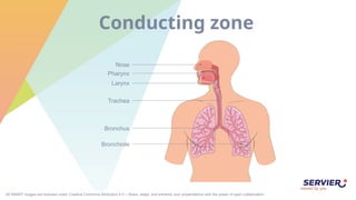 All SMART images are licensed under Creative Commons Attribution 4.0 – Share, adapt, and enhance your presentations with the power of open collaboration.
Conducting zone
Bronchiole
Bronchus
Trachea
Larynx
Pharynx
Nose
 