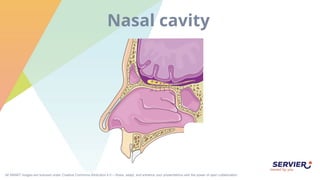 All SMART images are licensed under Creative Commons Attribution 4.0 – Share, adapt, and enhance your presentations with the power of open collaboration.
Nasal cavity
 