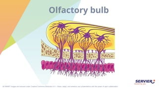 All SMART images are licensed under Creative Commons Attribution 4.0 – Share, adapt, and enhance your presentations with the power of open collaboration.
Olfactory bulb
 
