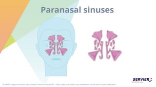 All SMART images are licensed under Creative Commons Attribution 4.0 – Share, adapt, and enhance your presentations with the power of open collaboration.
Paranasal sinuses
 
