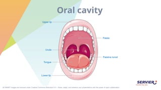 All SMART images are licensed under Creative Commons Attribution 4.0 – Share, adapt, and enhance your presentations with the power of open collaboration.
Oral cavity
Upper lip
Lower lip
Uvula
Palatine tonsil
Tongue
Palate
 