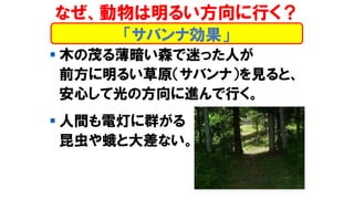 ▪ 木の茂る薄暗い森で迷った人が
前方に明るい草原（サバンナ）を見ると、
安心して光の方向に進んで行く。
▪ 人間も電灯に群がる
昆虫や蛾と大差ない。
「サバンナ効果」
なぜ、動物は明るい方向に行く？
 
