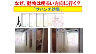 「サバンナ効果」
なぜ、動物は明るい方向に行く？
 