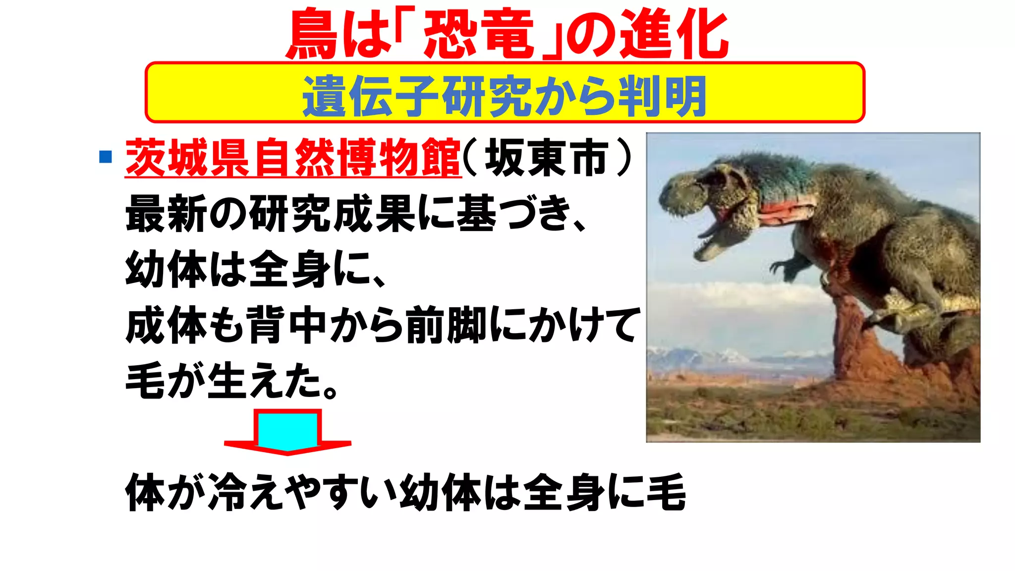 ▪ 茨城県自然博物館（坂東市）
最新の研究成果に基づき、
幼体は全身に、
成体も背中から前脚にかけて
毛が生えた。
体が冷えやすい幼体は全身に毛
遺伝子研究から判明
鳥は「恐竜」の進化
 
