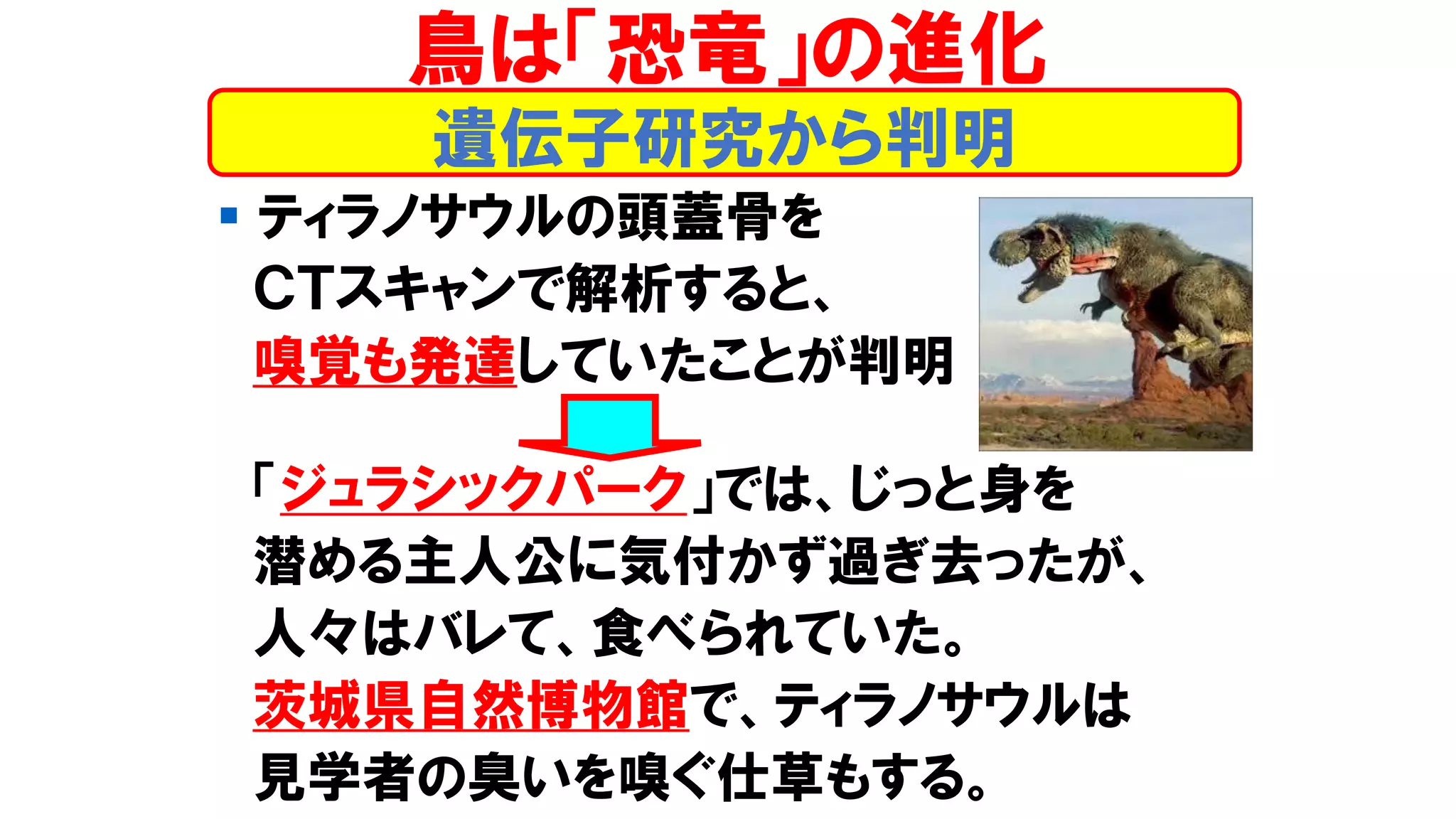 ▪ ティラノサウルの頭蓋骨を
ＣＴスキャンで解析すると、
嗅覚も発達していたことが判明
「ジュラシックパーク」では、じっと身を
潜める主人公に気付かず過ぎ去ったが、
人々はバレて、食べられていた。
茨城県自然博物館で、ティラノサウルは
見学者の臭いを嗅ぐ仕草もする。
遺伝子研究から判明
鳥は「恐竜」の進化
 
