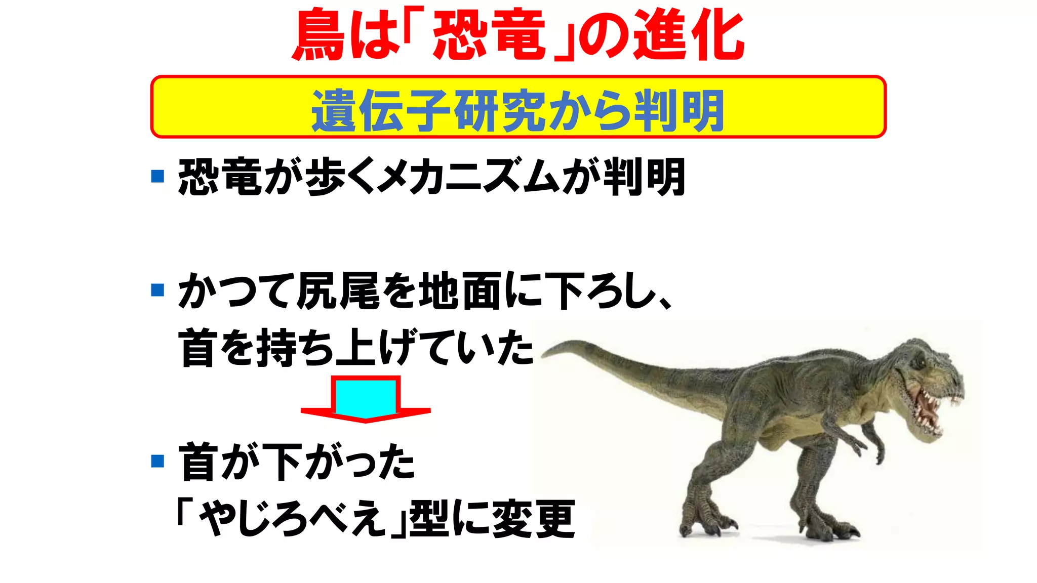 ▪ 恐竜が歩くメカニズムが判明
▪ かつて尻尾を地面に下ろし、
首を持ち上げていた
▪ 首が下がった
「やじろべえ」型に変更
遺伝子研究から判明
鳥は「恐竜」の進化
 