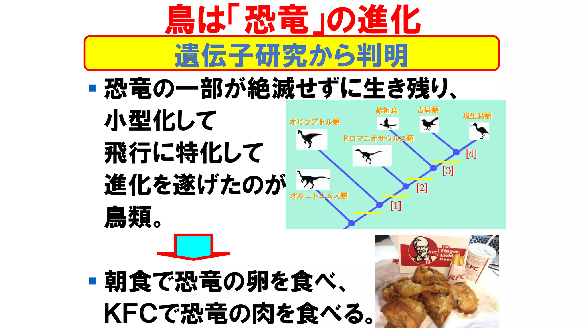 ▪ 恐竜の一部が絶滅せずに生き残り、
小型化して
飛行に特化して
進化を遂げたのが
鳥類。
▪ 朝食で恐竜の卵を食べ、
ＫＦＣで恐竜の肉を食べる。
遺伝子研究から判明
鳥は「恐竜」の進化
 