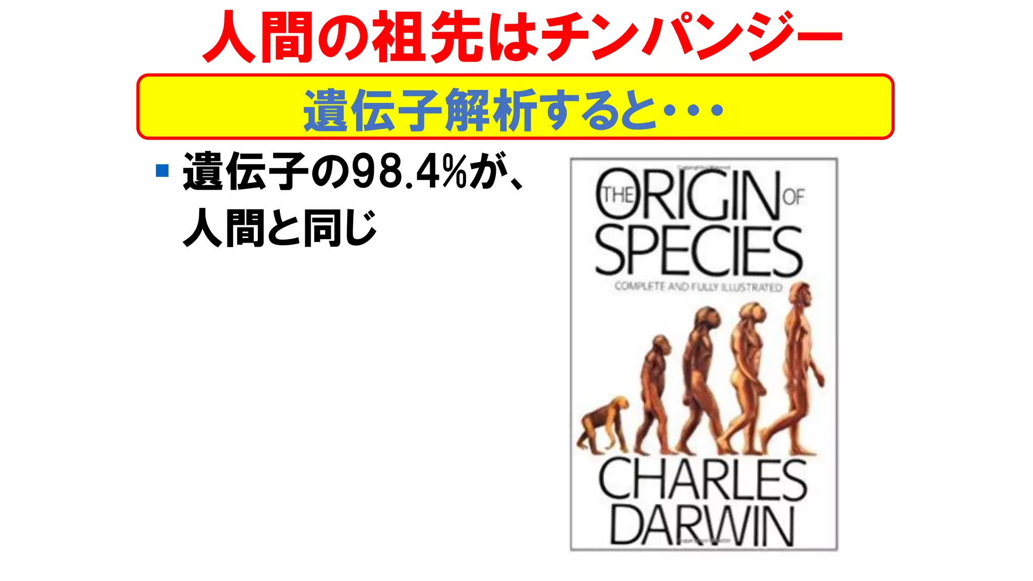 ▪ 遺伝子の98.4%が、
人間と同じ
人間の祖先はチンパンジー
遺伝子解析すると・・・
 