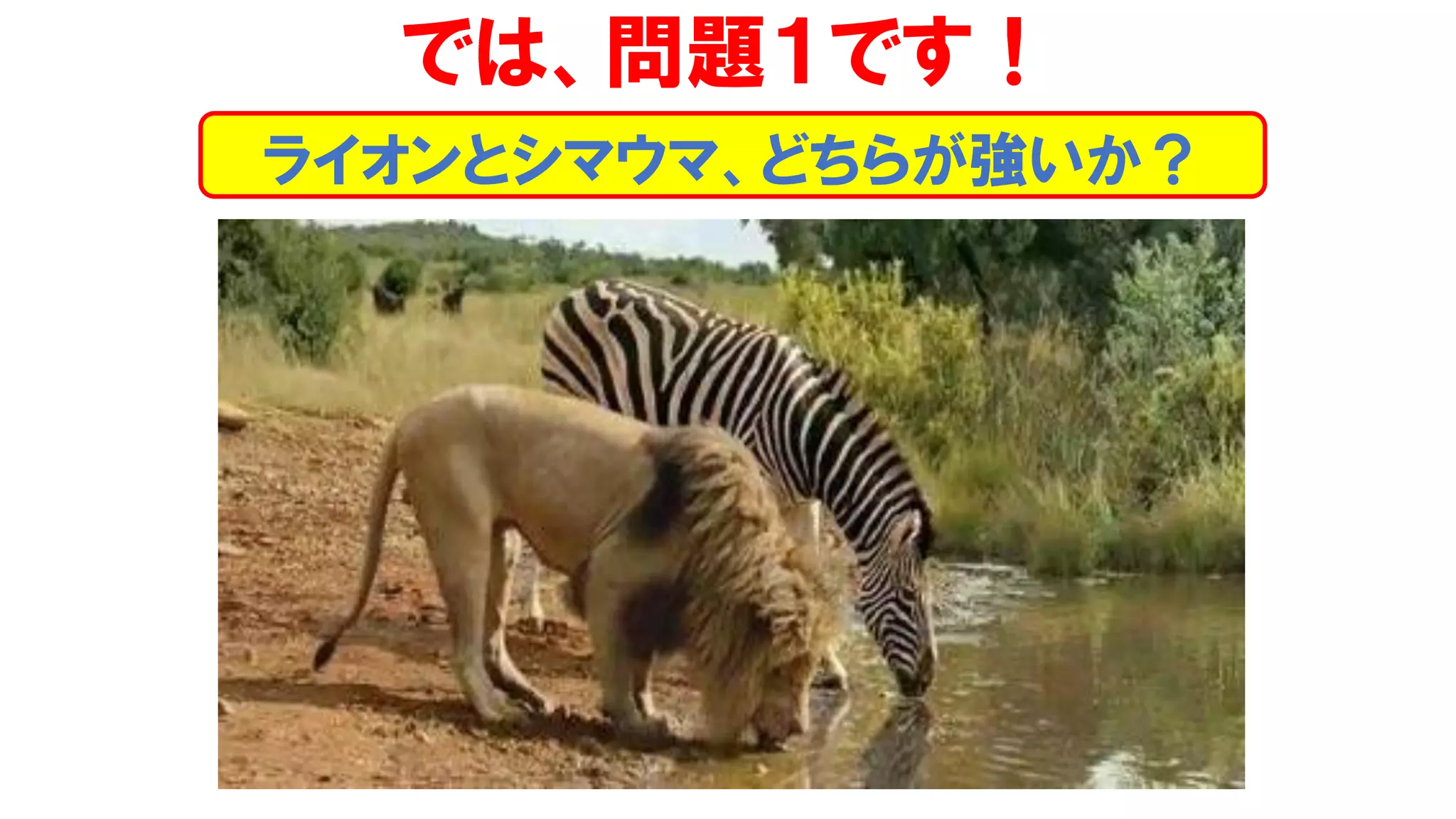 では、問題１です！
ライオンとシマウマ、どちらが強いか？
 
