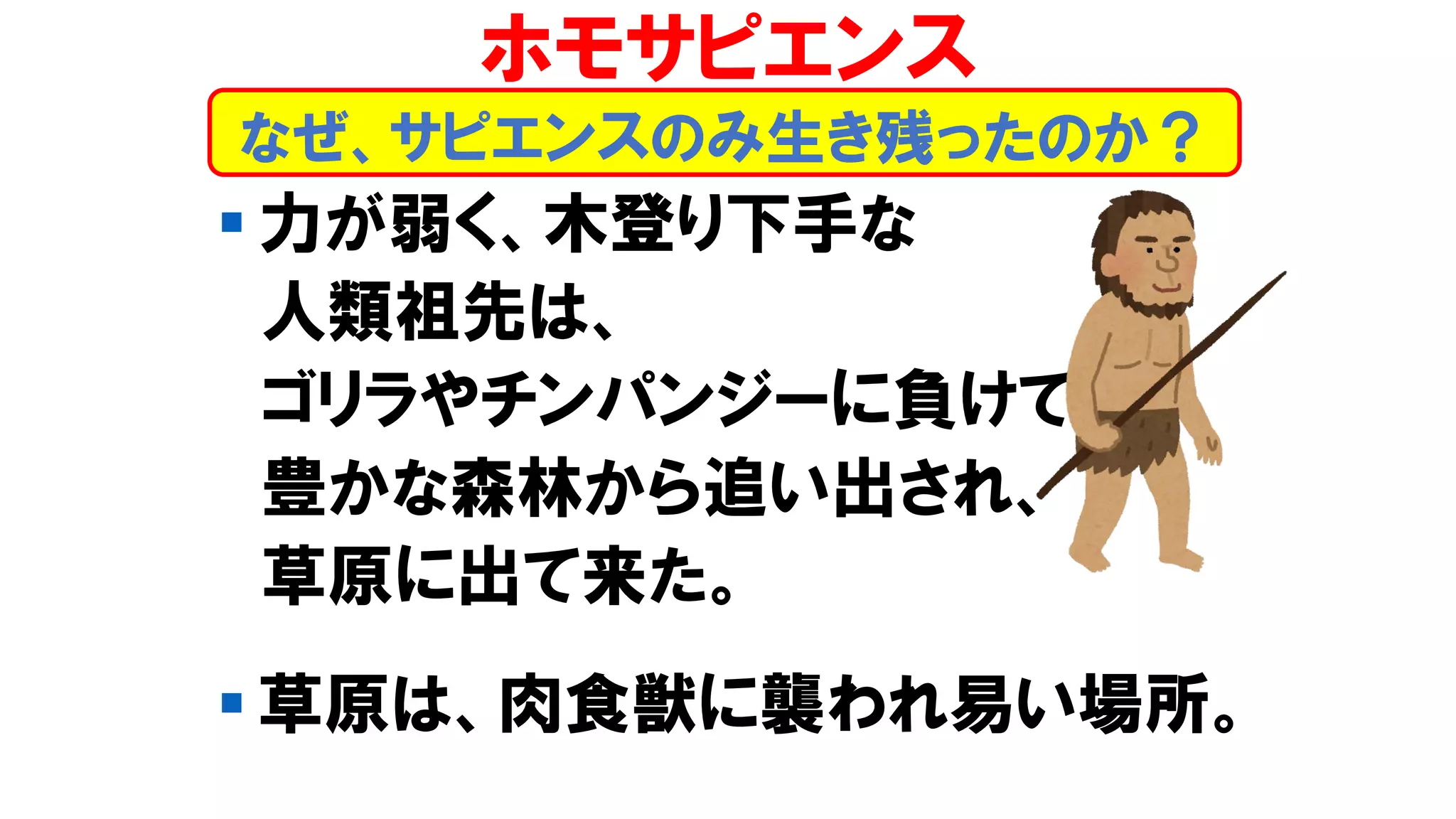 ▪ 力が弱く、木登り下手な
人類祖先は、
ゴリラやチンパンジーに負けて
豊かな森林から追い出され、
草原に出て来た。
▪ 草原は、肉食獣に襲われ易い場所。
なぜ、サピエンスのみ生き残ったのか？
ホモサピエンス
 