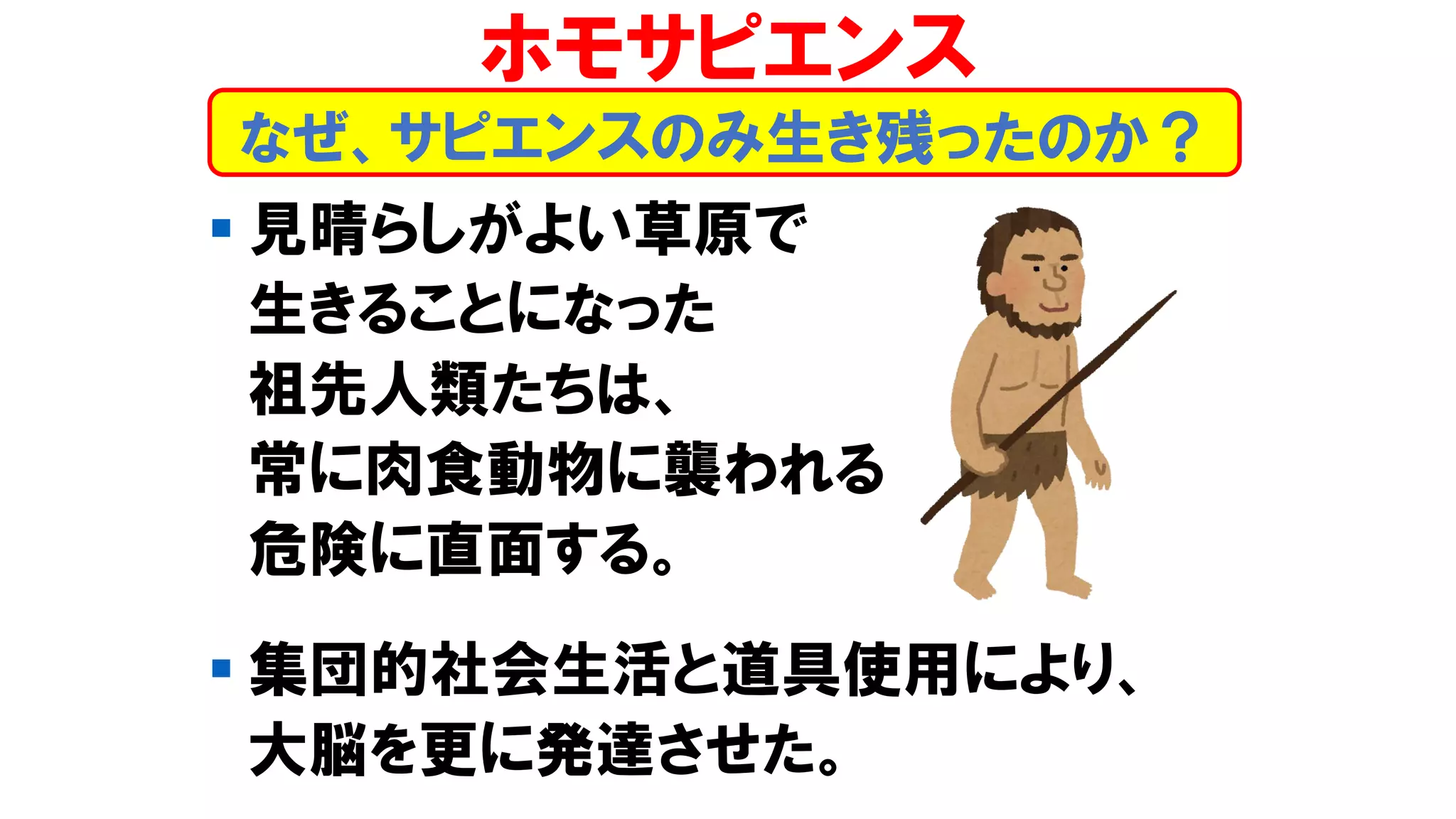 ▪ 見晴らしがよい草原で
生きることになった
祖先人類たちは、
常に肉食動物に襲われる
危険に直面する。
▪ 集団的社会生活と道具使用により、
大脳を更に発達させた。
なぜ、サピエンスのみ生き残ったのか？
ホモサピエンス
 