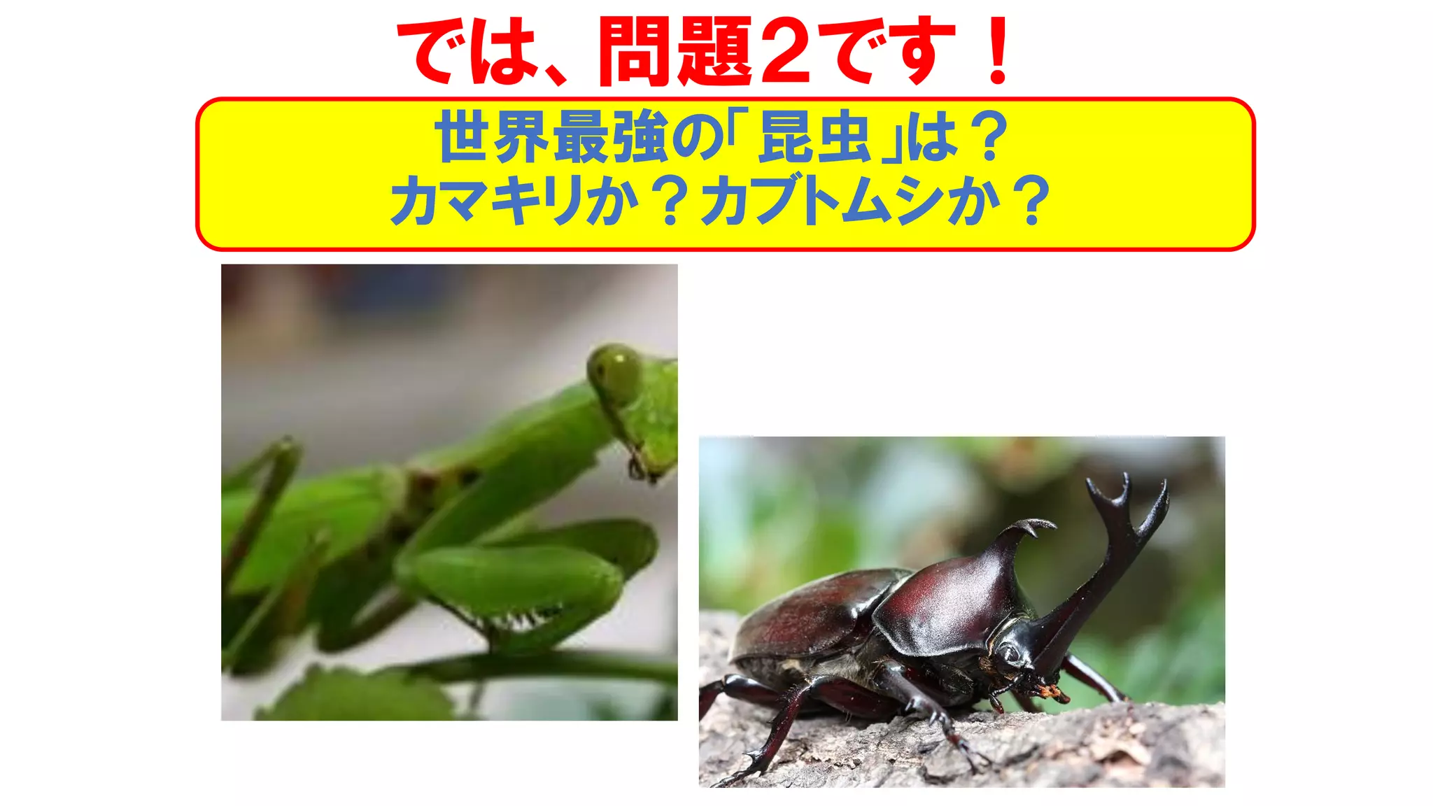 では、問題２です！
世界最強の「昆虫」は？
カマキリか？カブトムシか？
 