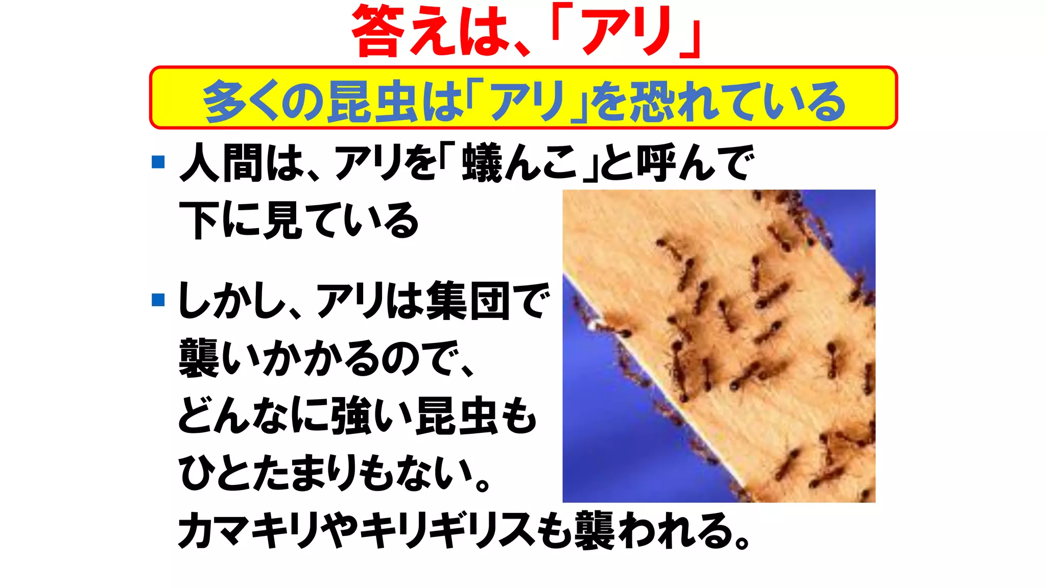 ▪ 人間は、アリを「蟻んこ」と呼んで
下に見ている
▪ しかし、アリは集団で
襲いかかるので、
どんなに強い昆虫も
ひとたまりもない。
カマキリやキリギリスも襲われる。
答えは、「アリ」
多くの昆虫は「アリ」を恐れている
 