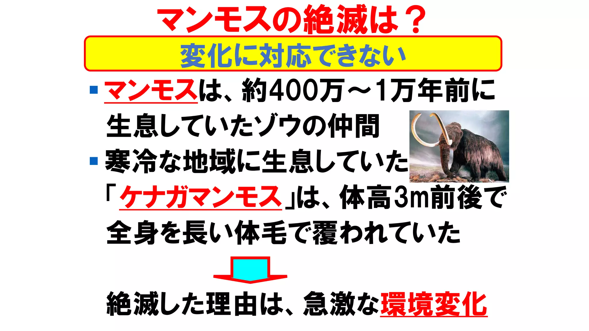 ▪ マンモスは、約400万～1万年前に
生息していたゾウの仲間
▪ 寒冷な地域に生息していた
「ケナガマンモス」は、体高3m前後で
全身を長い体毛で覆われていた
絶滅した理由は、急激な環境変化
変化に対応できない
マンモスの絶滅は？
 