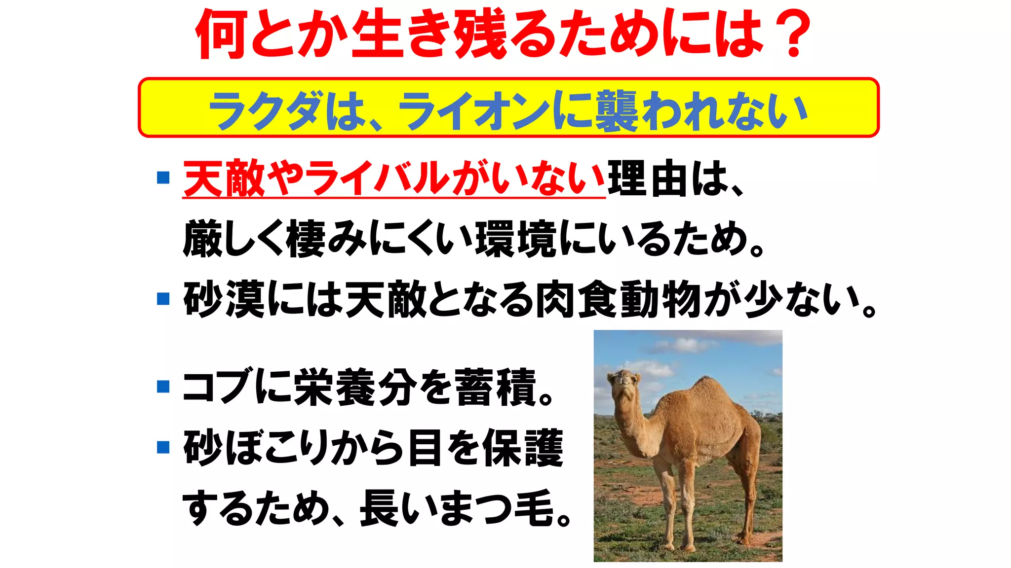 ラクダは、ライオンに襲われない
何とか生き残るためには？
▪ 天敵やライバルがいない理由は、
厳しく棲みにくい環境にいるため。
▪ 砂漠には天敵となる肉食動物が少ない。
▪ コブに栄養分を蓄積。
▪ 砂ぼこりから目を保護
するため、長いまつ毛。
 
