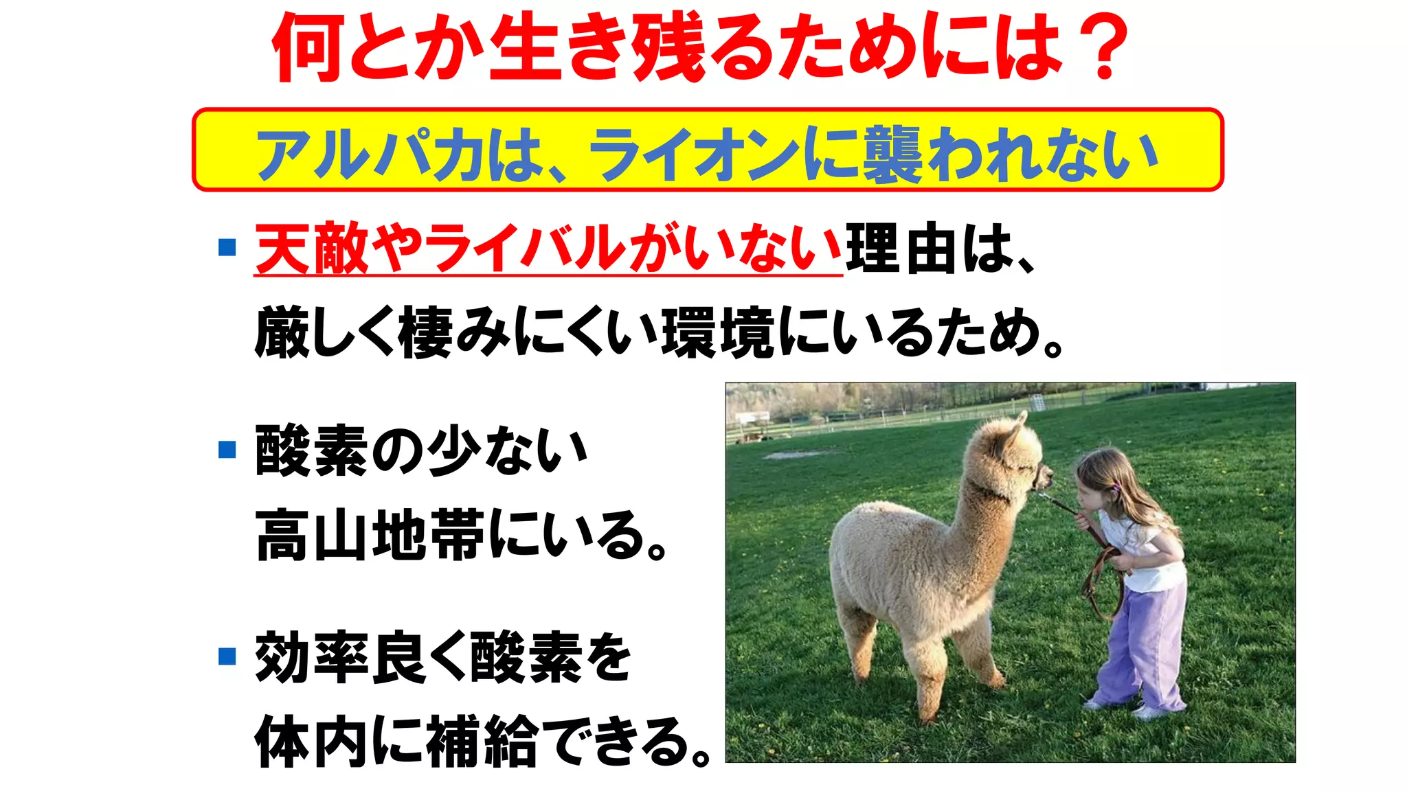 アルパカは、ライオンに襲われない
何とか生き残るためには？
▪ 天敵やライバルがいない理由は、
厳しく棲みにくい環境にいるため。
▪ 酸素の少ない
高山地帯にいる。
▪ 効率良く酸素を
体内に補給できる。
 