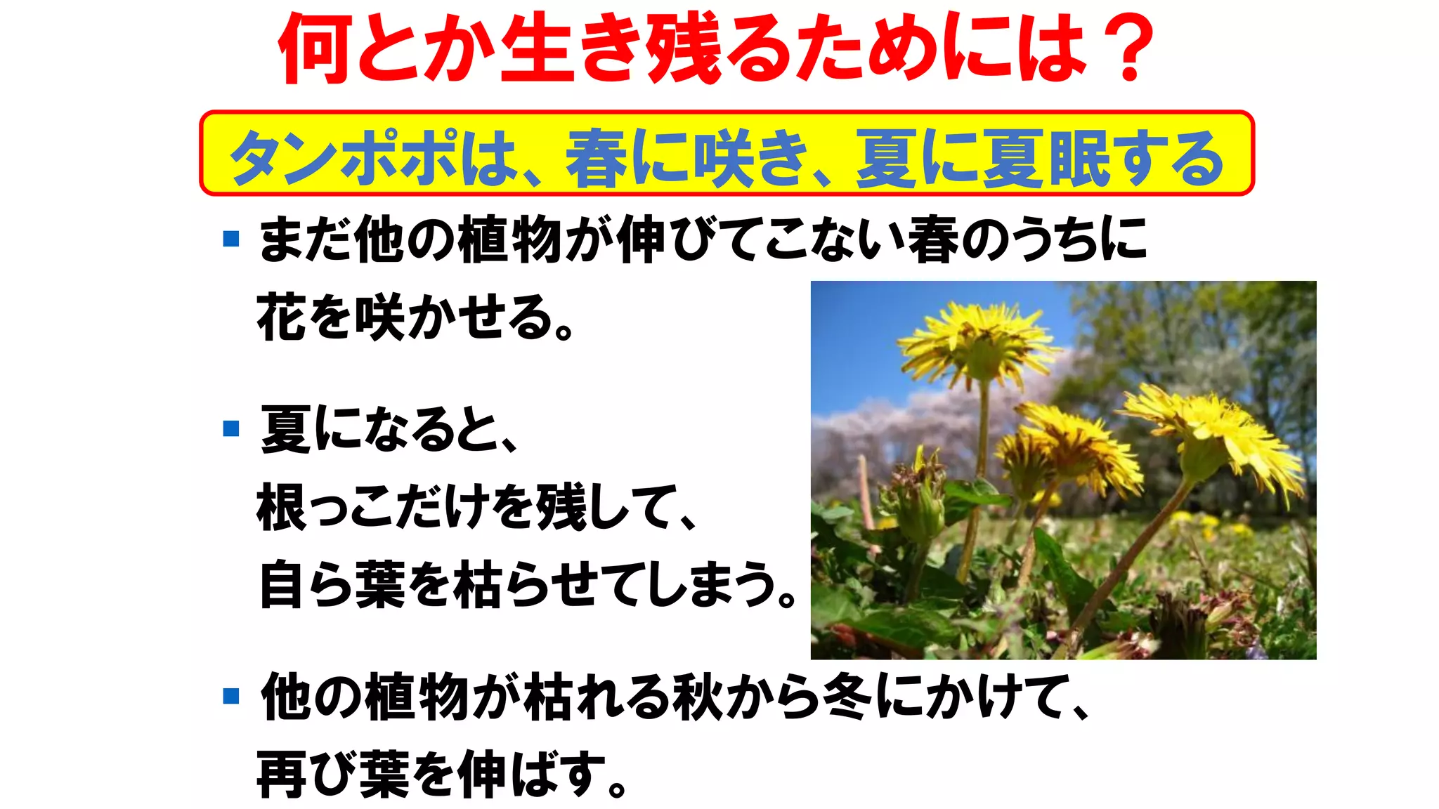タンポポは、春に咲き、夏に夏眠する
何とか生き残るためには？
▪ まだ他の植物が伸びてこない春のうちに
花を咲かせる。
▪ 夏になると、
根っこだけを残して、
自ら葉を枯らせてしまう。
▪ 他の植物が枯れる秋から冬にかけて、
再び葉を伸ばす。
 