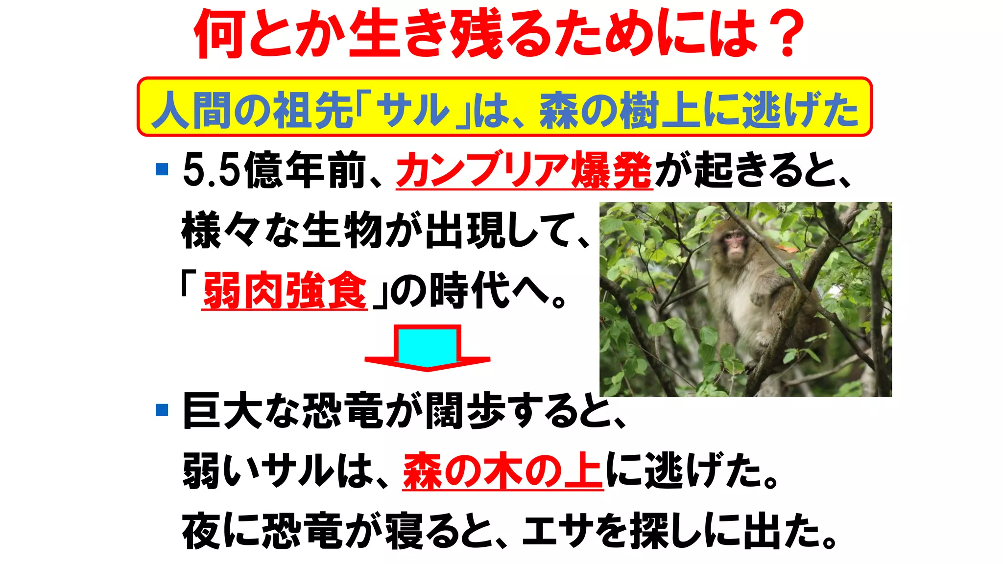 人間の祖先「サル」は、森の樹上に逃げた
何とか生き残るためには？
▪ 5.5億年前、カンブリア爆発が起きると、
様々な生物が出現して、
「弱肉強食」の時代へ。
▪ 巨大な恐竜が闊歩すると、
弱いサルは、森の木の上に逃げた。
夜に恐竜が寝ると、エサを探しに出た。
 
