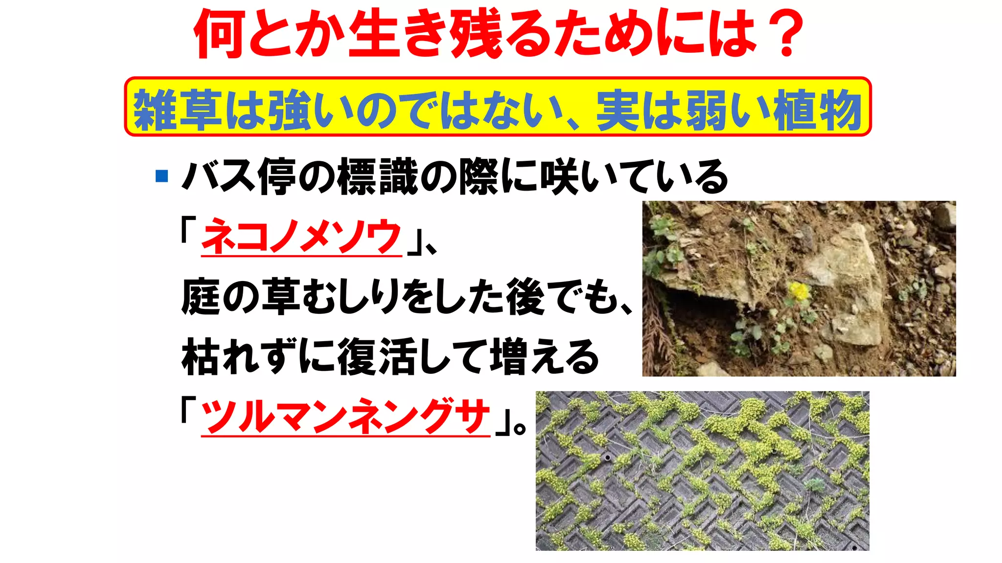 雑草は強いのではない、実は弱い植物
何とか生き残るためには？
▪ バス停の標識の際に咲いている
「ネコノメソウ」、
庭の草むしりをした後でも、
枯れずに復活して増える
「ツルマンネングサ」。
 