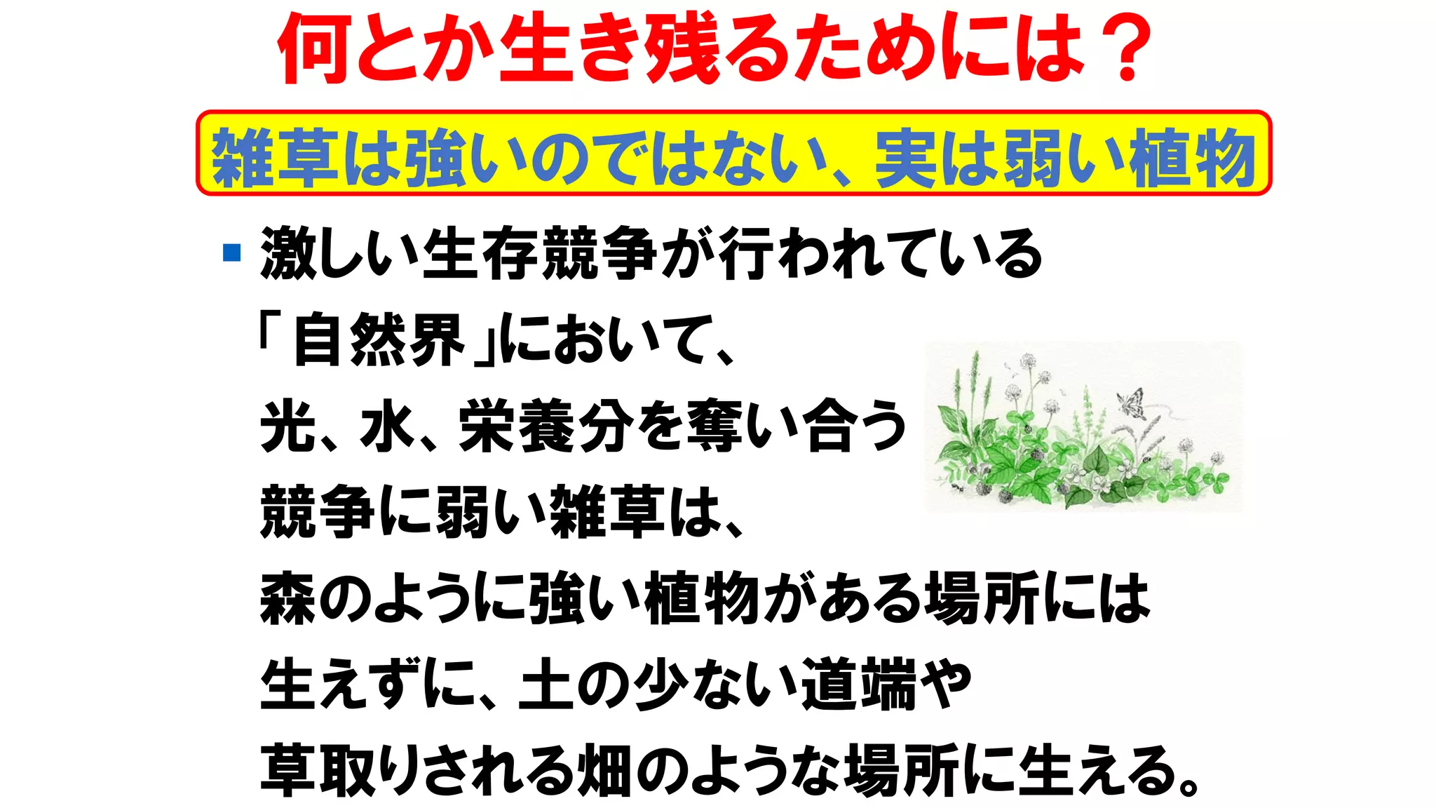 雑草は強いのではない、実は弱い植物
何とか生き残るためには？
▪ 激しい生存競争が行われている
「自然界」において、
光、水、栄養分を奪い合う
競争に弱い雑草は、
森のように強い植物がある場所には
生えずに、土の少ない道端や
草取りされる畑のような場所に生える。
 