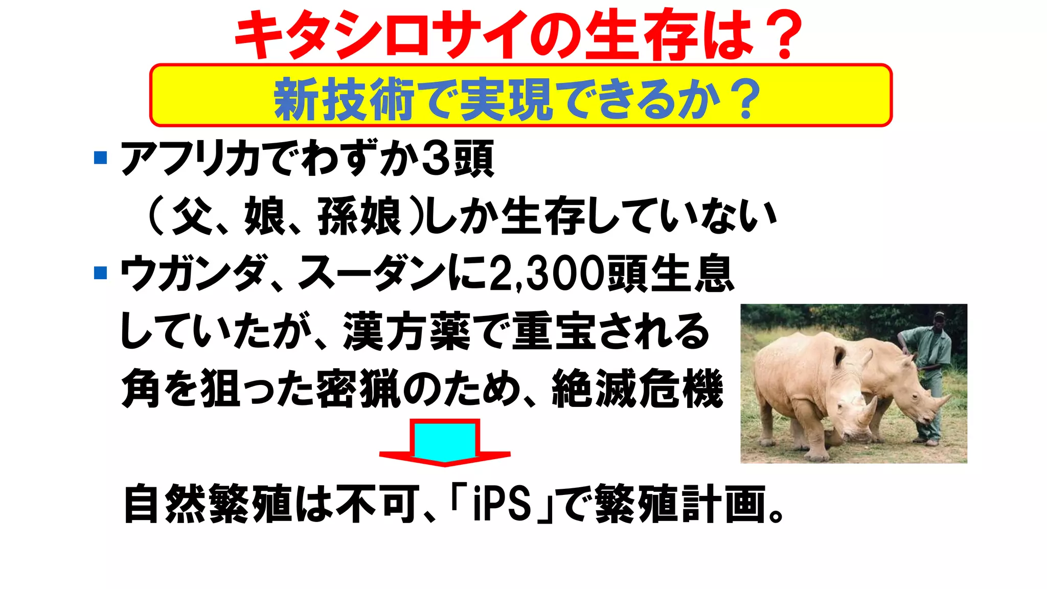 ▪ アフリカでわずか３頭
（父、娘、孫娘）しか生存していない
▪ ウガンダ、スーダンに2,300頭生息
していたが、漢方薬で重宝される
角を狙った密猟のため、絶滅危機
自然繁殖は不可、「iPS」で繁殖計画。
新技術で実現できるか？
キタシロサイの生存は？
 