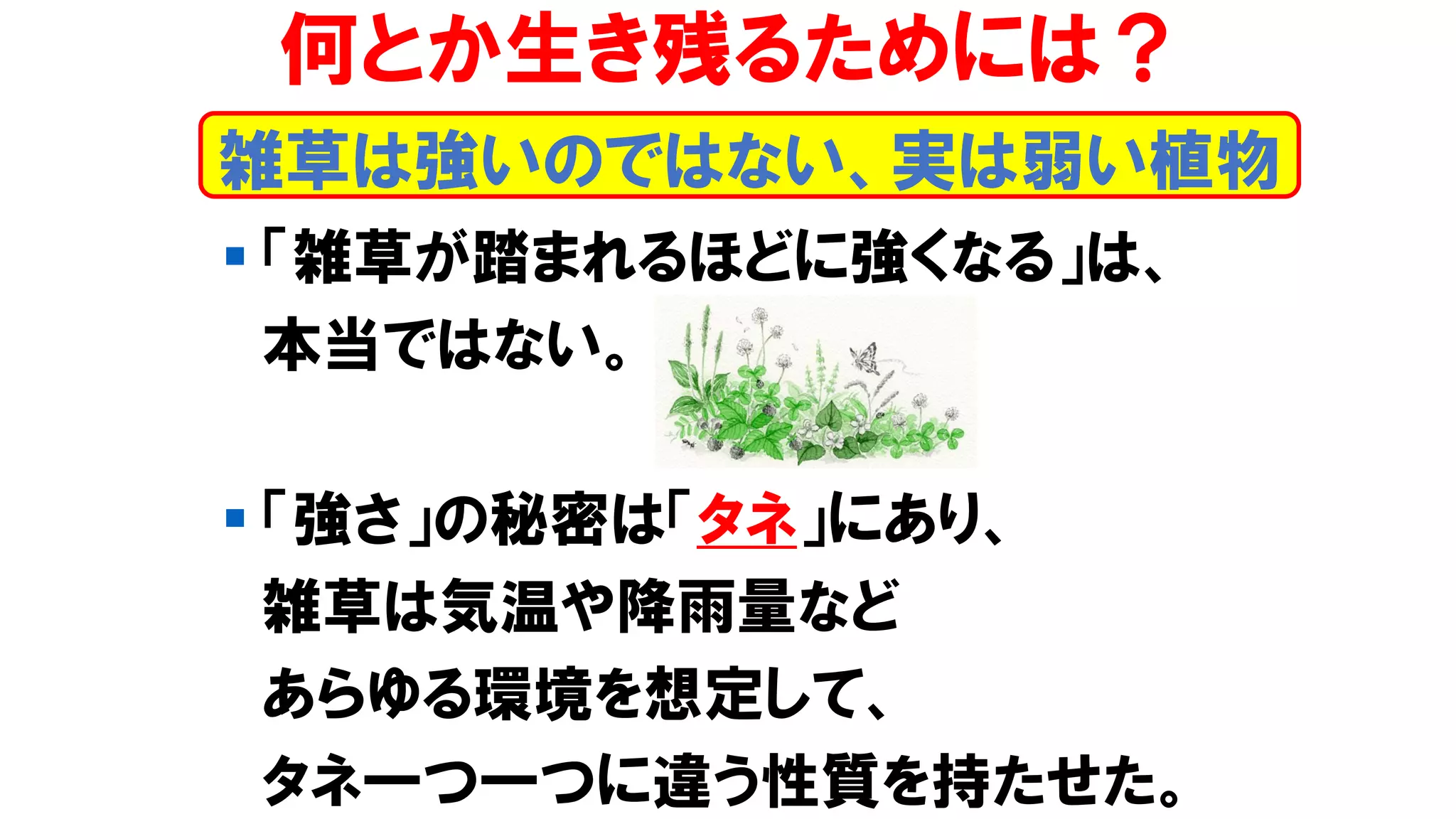 雑草は強いのではない、実は弱い植物
何とか生き残るためには？
▪ 「雑草が踏まれるほどに強くなる」は、
本当ではない。
▪ 「強さ」の秘密は「タネ」にあり、
雑草は気温や降雨量など
あらゆる環境を想定して、
タネ一つ一つに違う性質を持たせた。
 