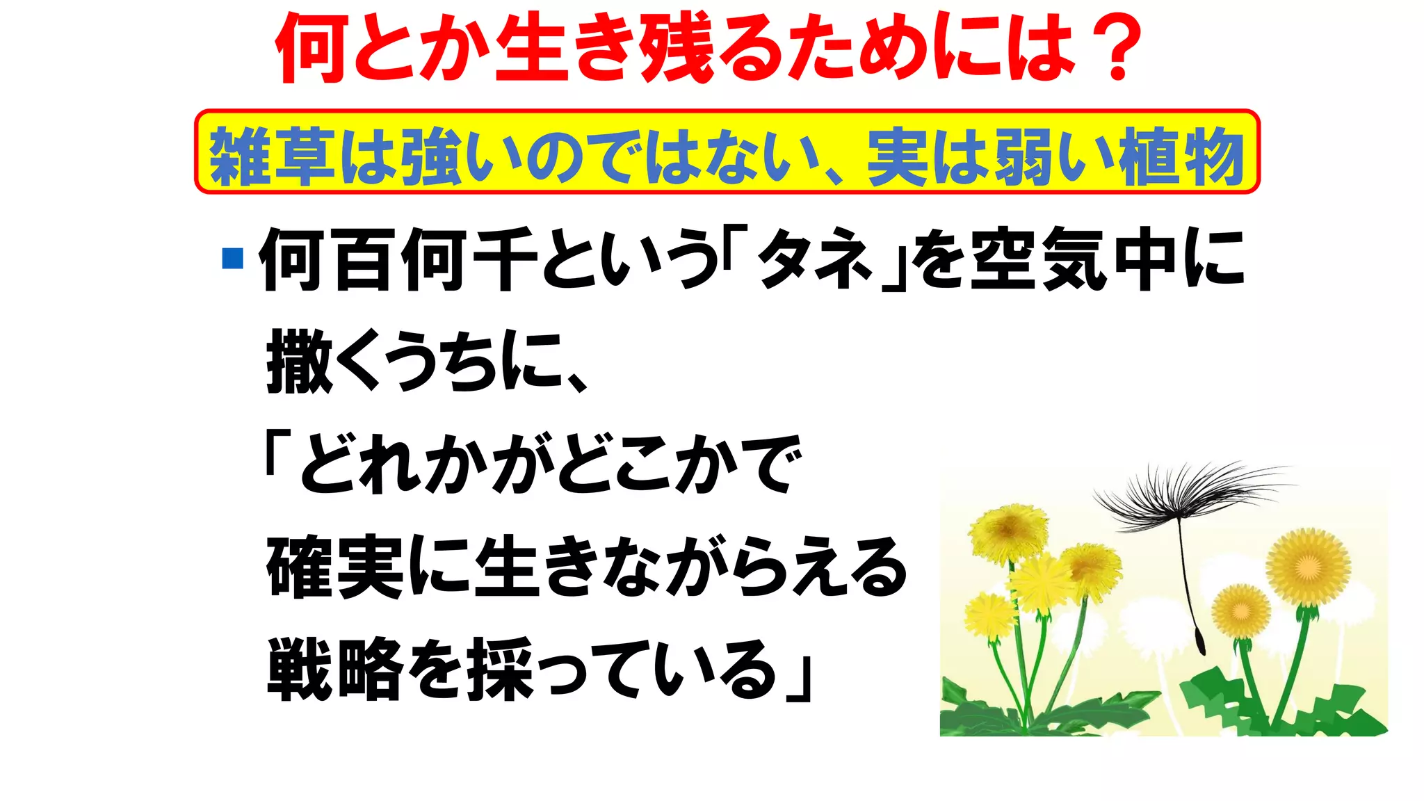 雑草は強いのではない、実は弱い植物
何とか生き残るためには？
▪何百何千という「タネ」を空気中に
撒くうちに、
「どれかがどこかで
確実に生きながらえる
戦略を採っている」
 