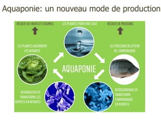 Aquaponie: un nouveau mode de production
 
