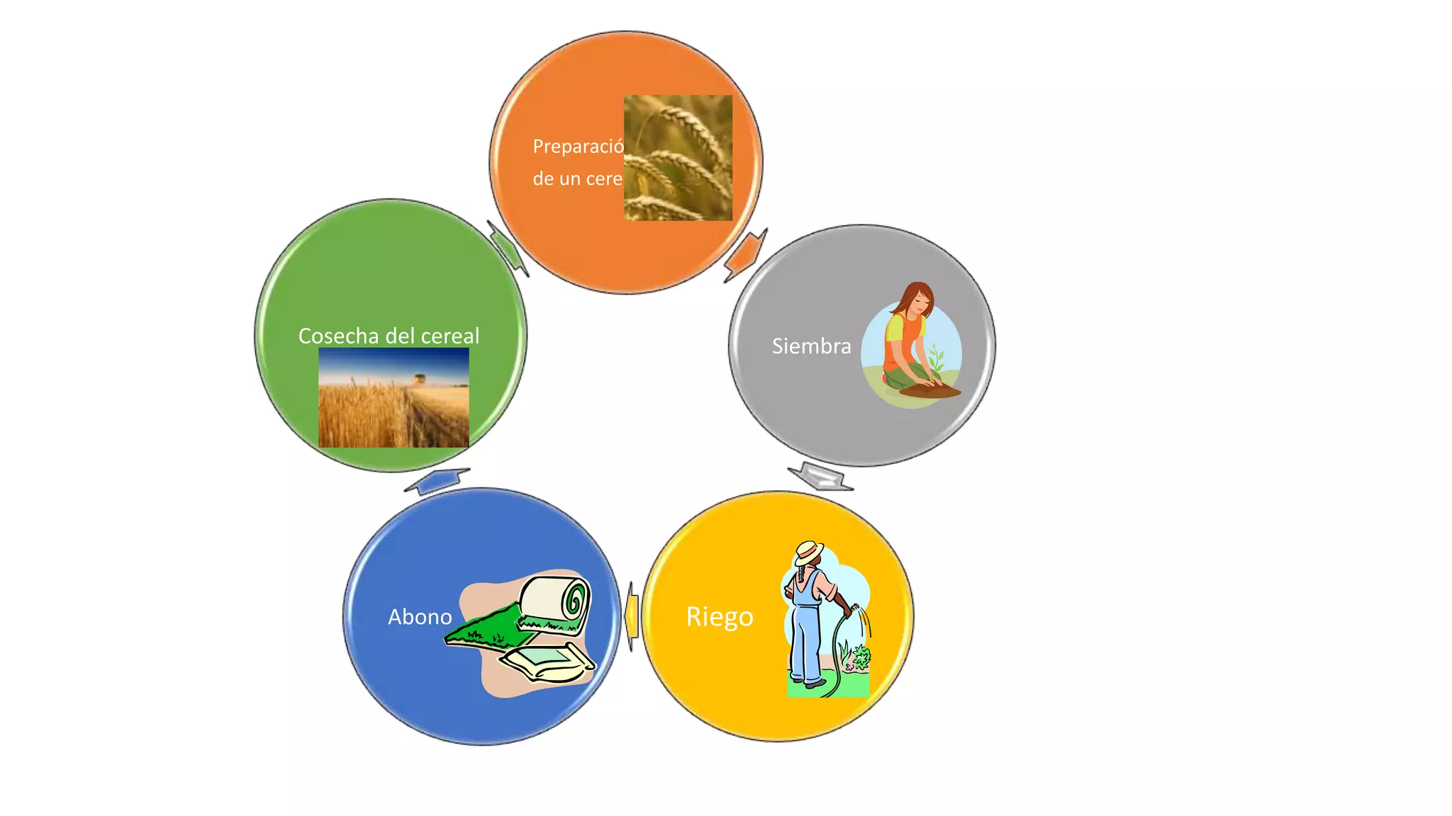 Preparación
de un cereal
Siembra
RiegoAbono
Cosecha del cereal