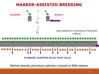 F2
P2
F1
P1 x
large populations consisting of thousands
of plants
ResistantSusceptible
MARKER-ASSISTED SELECTION (MAS)
MARKER-ASSISTED BREEDING
Method whereby phenotypic selection is based on DNA markers
18
 