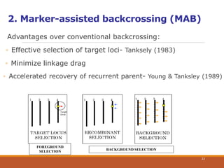 2. Marker-assisted backcrossing (MAB)
Advantages over conventional backcrossing:
◦ Minimize linkage drag
◦ Accelerated recovery of recurrent parent- Young & Tanksley (1989)
◦ Effective selection of target loci- Tanksely (1983)
FOREGROUND
SELECTION
BACKGROUND SELECTION
22
 