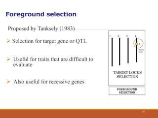 Foreground selection
Proposed by Tanksely (1983)
 Selection for target gene or QTL
 Useful for traits that are difficult to
evaluate
 Also useful for recessive genes
1 2 3 4
Target
locus
TARGET LOCUS
SELECTION
FOREGROUND
SELECTION
23
 