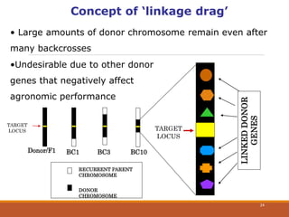 Donor/F1 BC1
c
BC3 BC10
TARGET
LOCUS
RECURRENT PARENT
CHROMOSOME
DONOR
CHROMOSOME
TARGET
LOCUS
LINKEDDONOR
GENES
Concept of ‘linkage drag’
• Large amounts of donor chromosome remain even after
many backcrosses
•Undesirable due to other donor
genes that negatively affect
agronomic performance
24
 