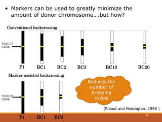 • Markers can be used to greatly minimize the
amount of donor chromosome….but how?
Marker-assisted backcrossing
F1
c
BC1 BC2
TARGET
GENE
Conventional backcrossing
F1 BC1
c
BC2
c
BC3 BC10 BC20
TARGET
GENE
Reduces the
number of
breeding
cycles
(Ribaut and Hoisington, 1998 )
25
 