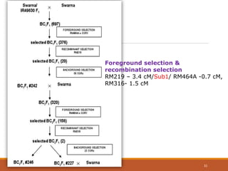 Foreground selection &
recombination selection
RM219 – 3.4 cM/Sub1/ RM464A -0.7 cM,
RM316- 1.5 cM
31
 