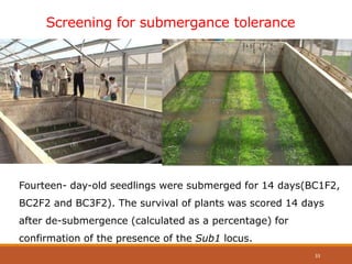 Screening for submergance tolerance
Fourteen- day-old seedlings were submerged for 14 days(BC1F2,
BC2F2 and BC3F2). The survival of plants was scored 14 days
after de-submergence (calculated as a percentage) for
confirmation of the presence of the Sub1 locus.
33
 