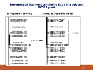 Introgressed fragment containing Sub1 in a selected
BC3F2 plant
BC3F2 plant (No. 227-9-407) Selected BC2F2 plant No. 246-237
34
 