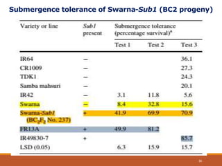 Submergence tolerance of Swarna-Sub1 (BC2 progeny)
36
 