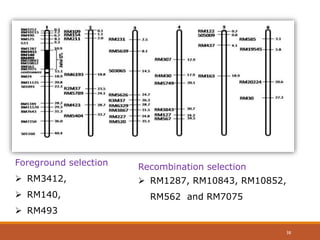 Foreground selection
 RM3412,
 RM140,
 RM493
Recombination selection
 RM1287, RM10843, RM10852,
RM562 and RM7075
38
 