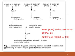 RG64 (SAP) and RG456:Piz-5
RZ536 :Pi1
RZ397 and RG869 for Pita
48
 