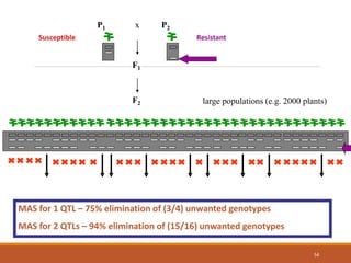 F2
P2
F1
P1 x
large populations (e.g. 2000 plants)
ResistantSusceptible
MAS for 1 QTL – 75% elimination of (3/4) unwanted genotypes
MAS for 2 QTLs – 94% elimination of (15/16) unwanted genotypes
54
 